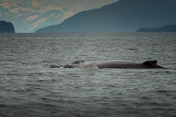Deep Breath Humpback