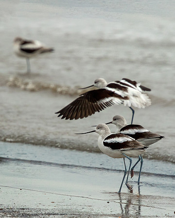 American Avocets