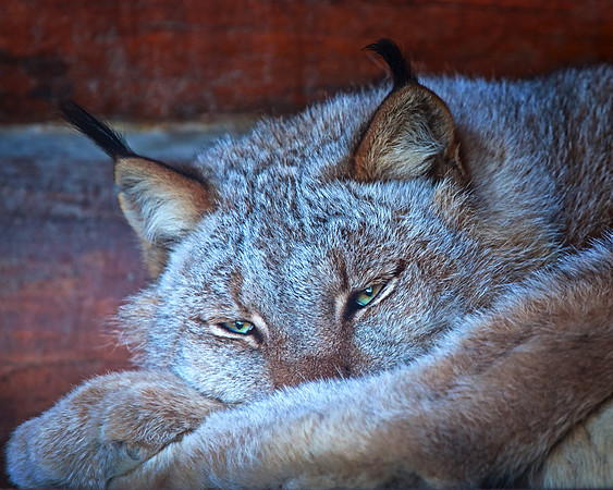 Lynx _ Alaska