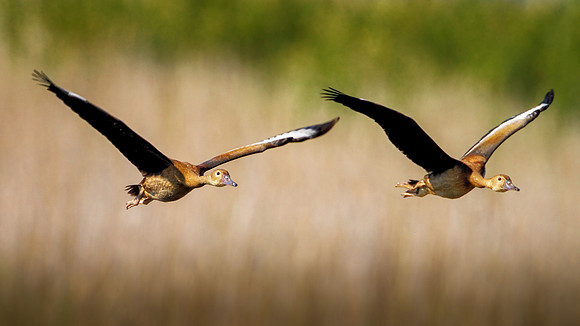 Whistling Ducks in Flight