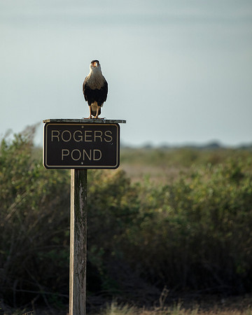 Caracara