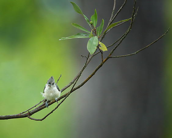 Tufted Titmouse