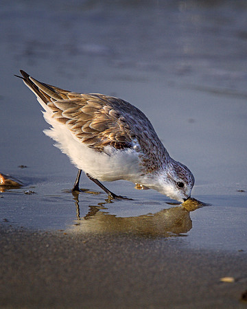 Sanderling Texas City