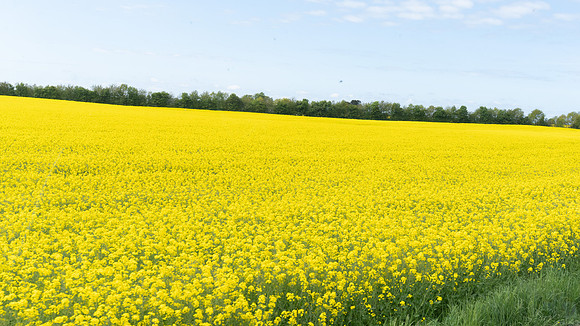 Rapeseed