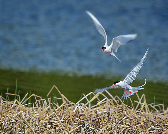 Common Terns at Potters Creek