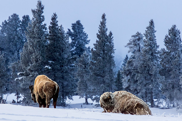 FrostyBison2