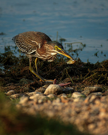 Evening Meal