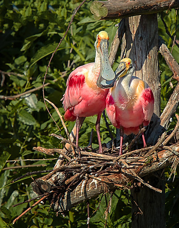 Spoonbill 'o Sugar