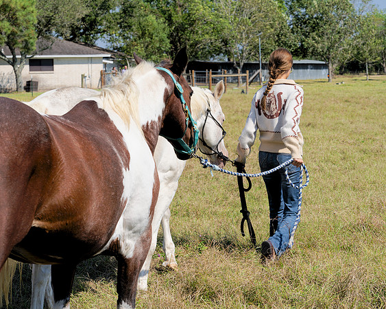 Horse Herd00002