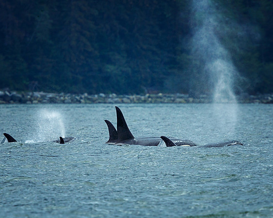 Orca Pod Blow