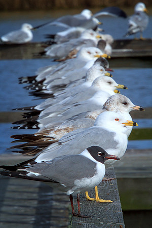 Flight Line