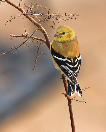 Gold Finch