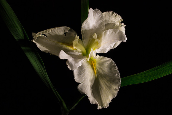Spring Iris