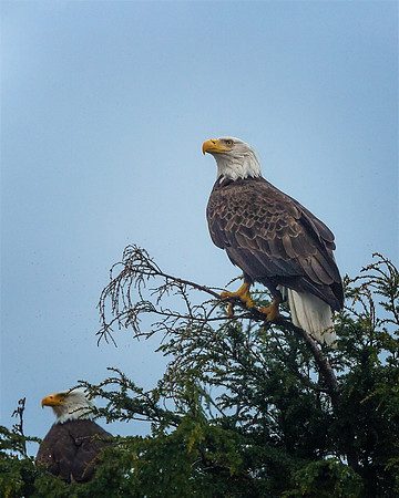 EAGLES!