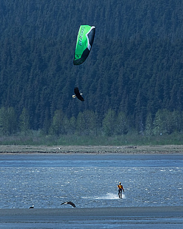 Eagles and WindSurfer