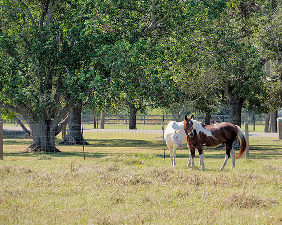 Horse Herd00001
