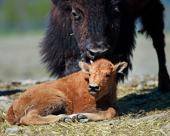 CowCalfBisonAlaska