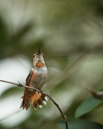 Rufous Hummingbird