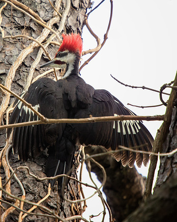 Piliated Woodpecker