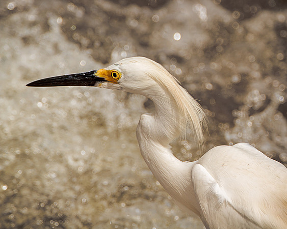 Snowy Egret Fishing