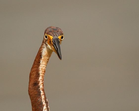 TriColor Heron