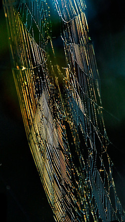 Jeweled Web